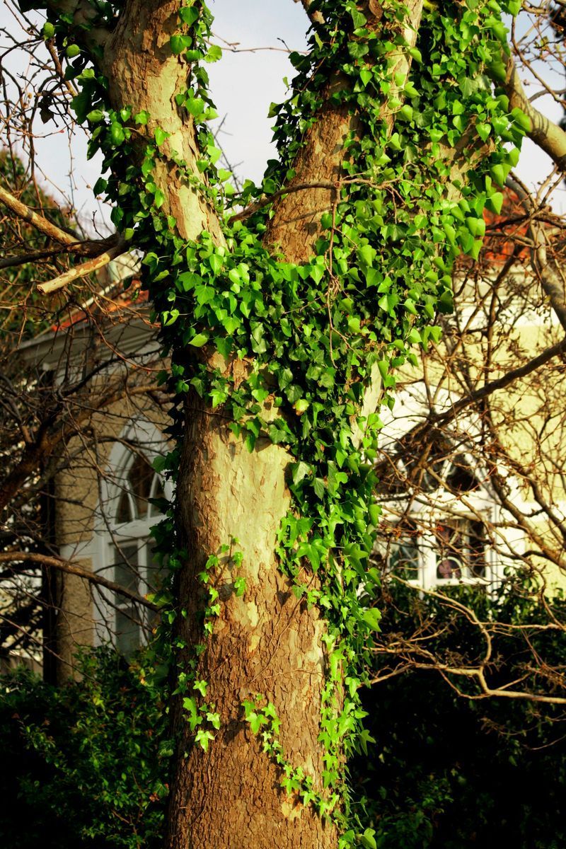 Tree trunk covered in green ivy, with a house in the background. Tree trunk covered in green ivy, with a house in the background.