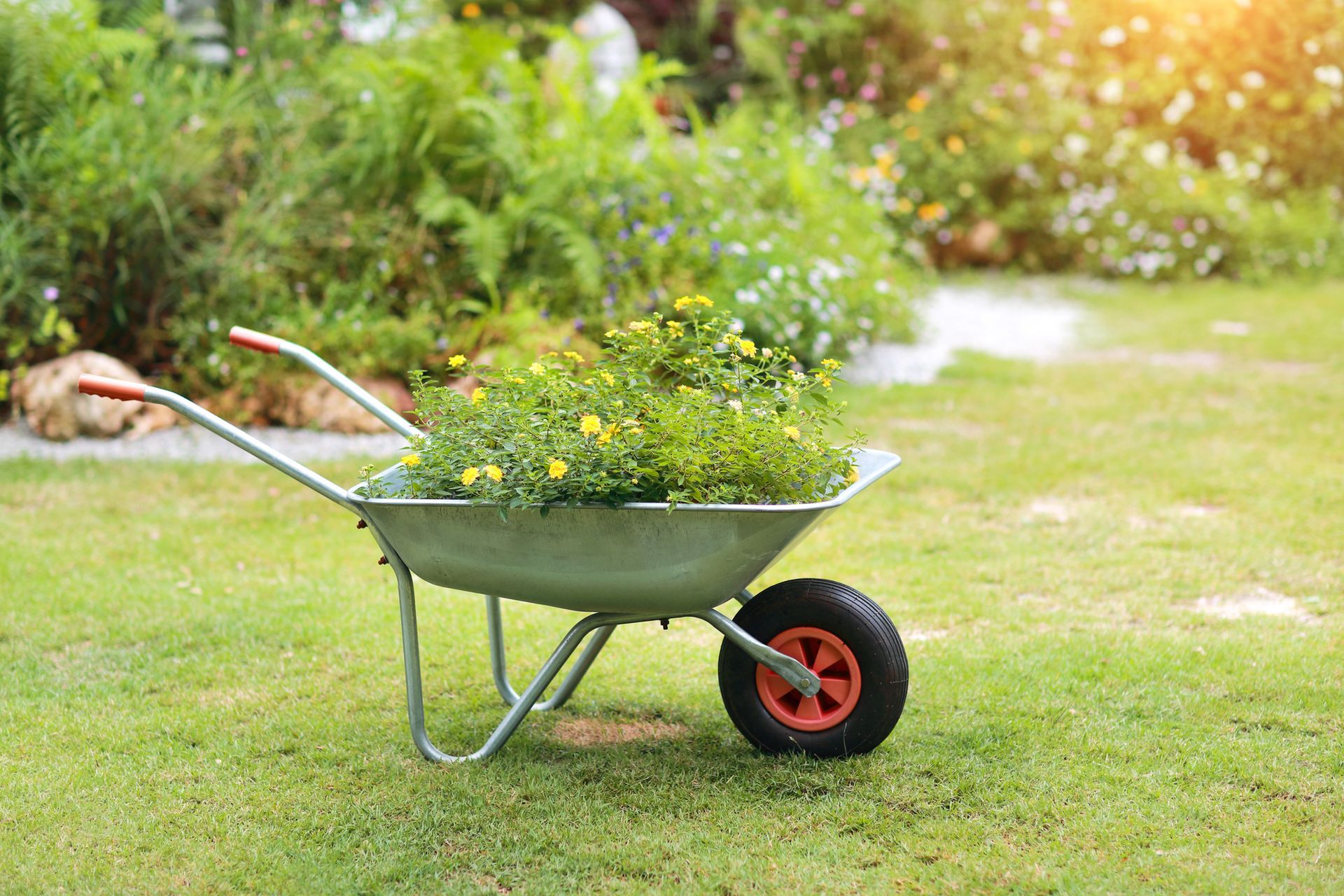 Uprooted tree lying on a grassy lawn. Green wheelbarrow filled with flowers and garden tools on a grassy lawn