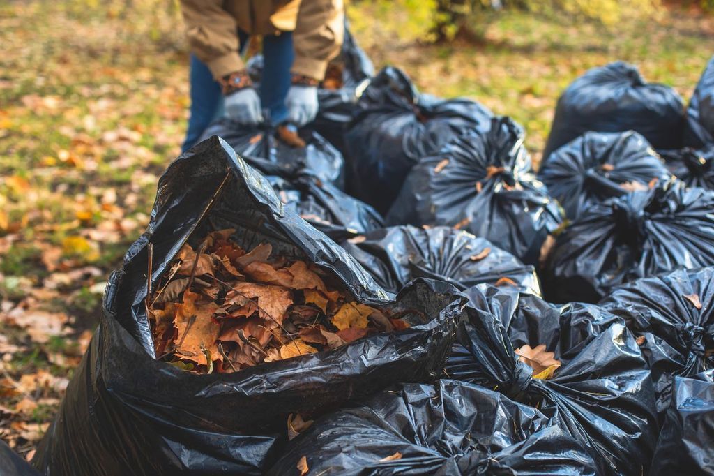 Person filling black bags with fallen brown leaves in a yard. Person filling black bags with fallen brown leaves in a yard.