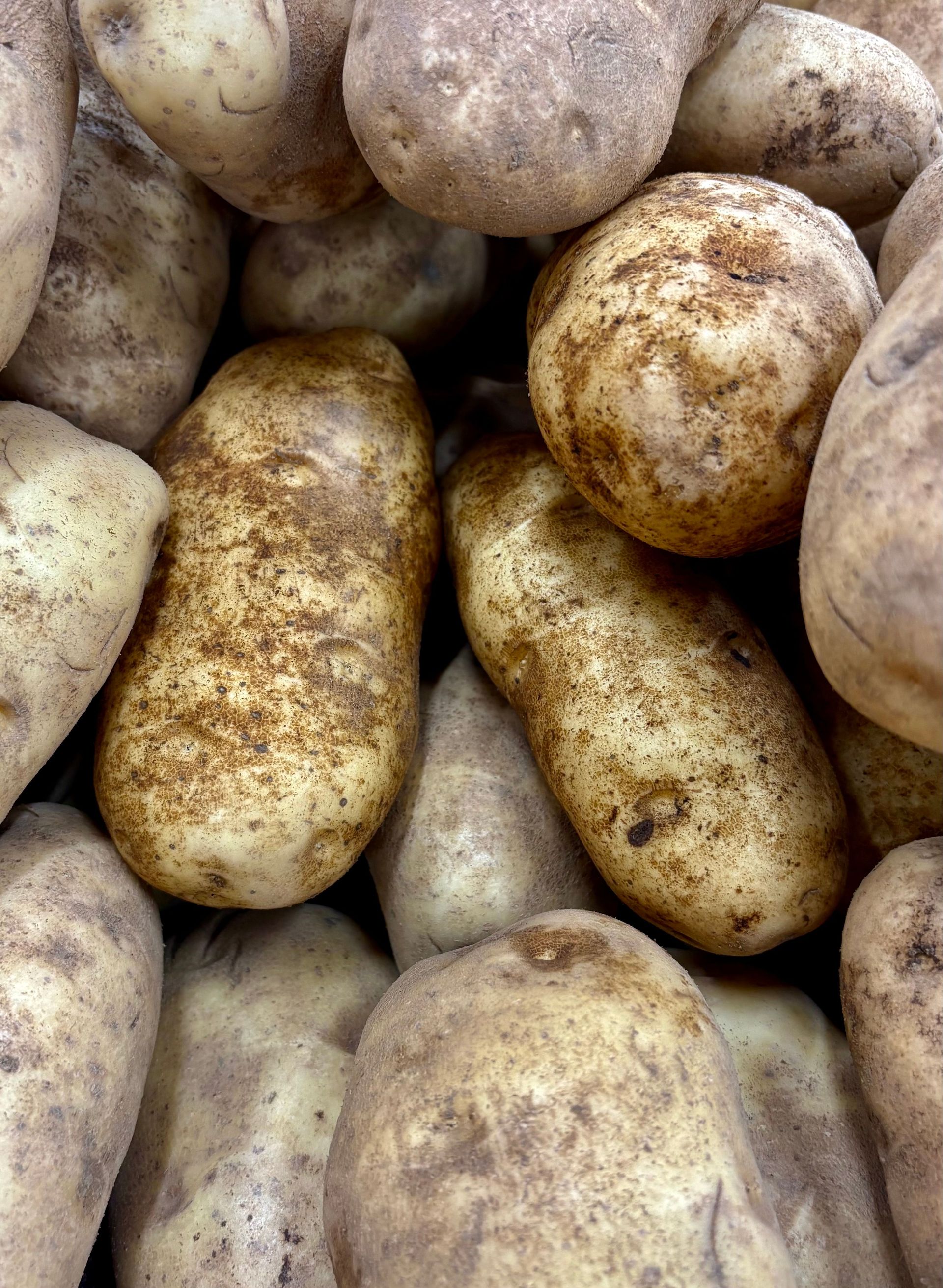 Baking Potatoes 40 lb. case