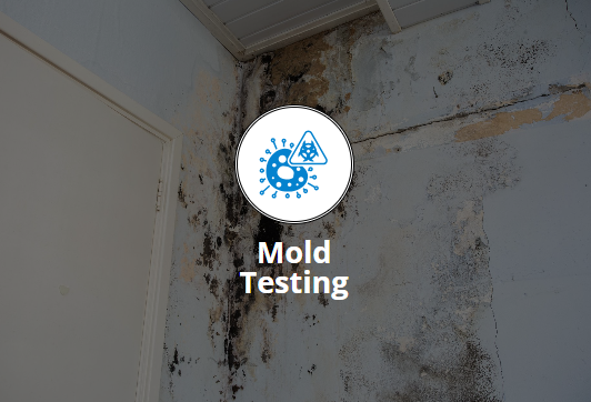 Moldy wall with