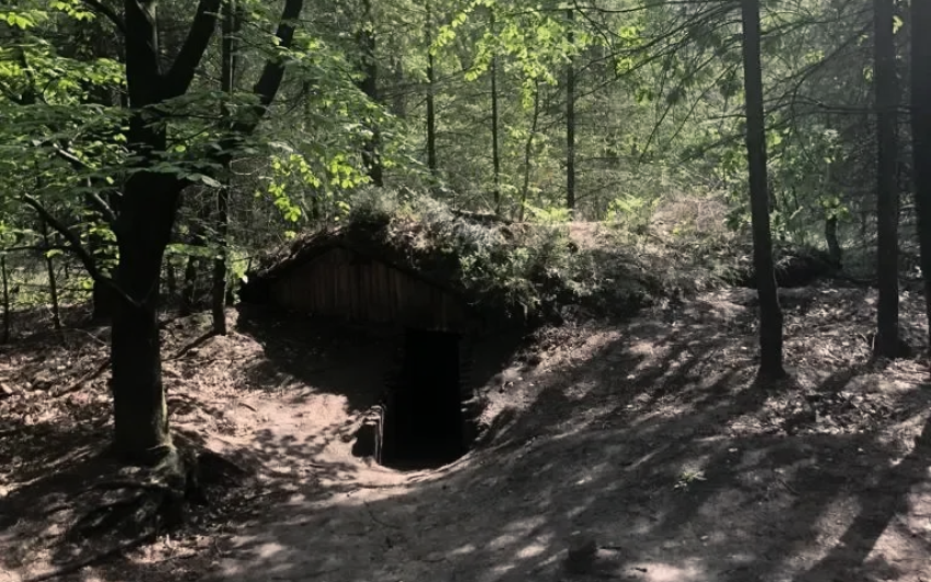 War in the forest