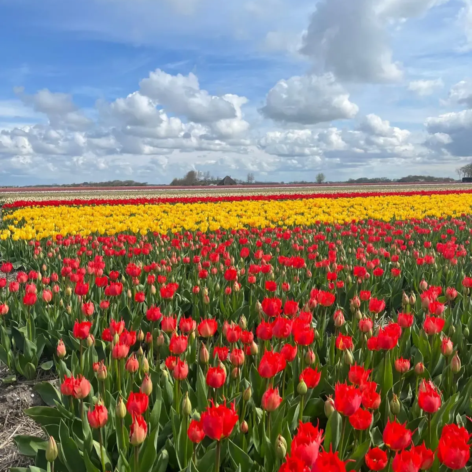 Flower fields of Noord Holland