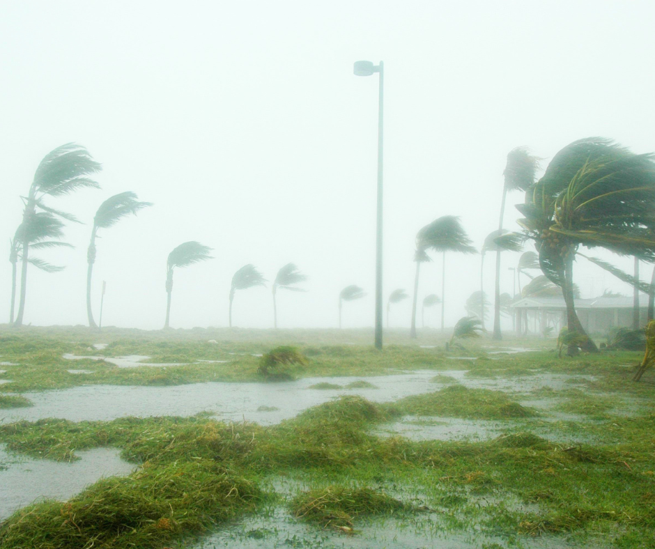 hurricane winds blowing palm trees