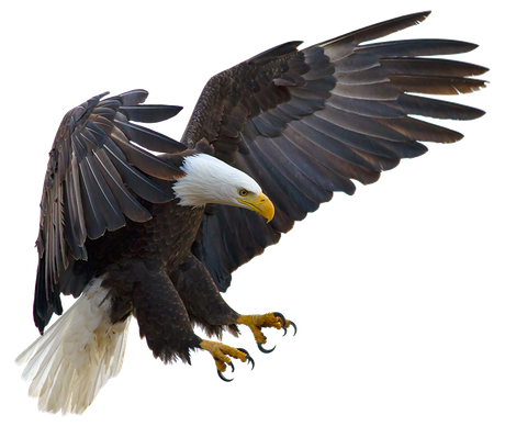 Eagle