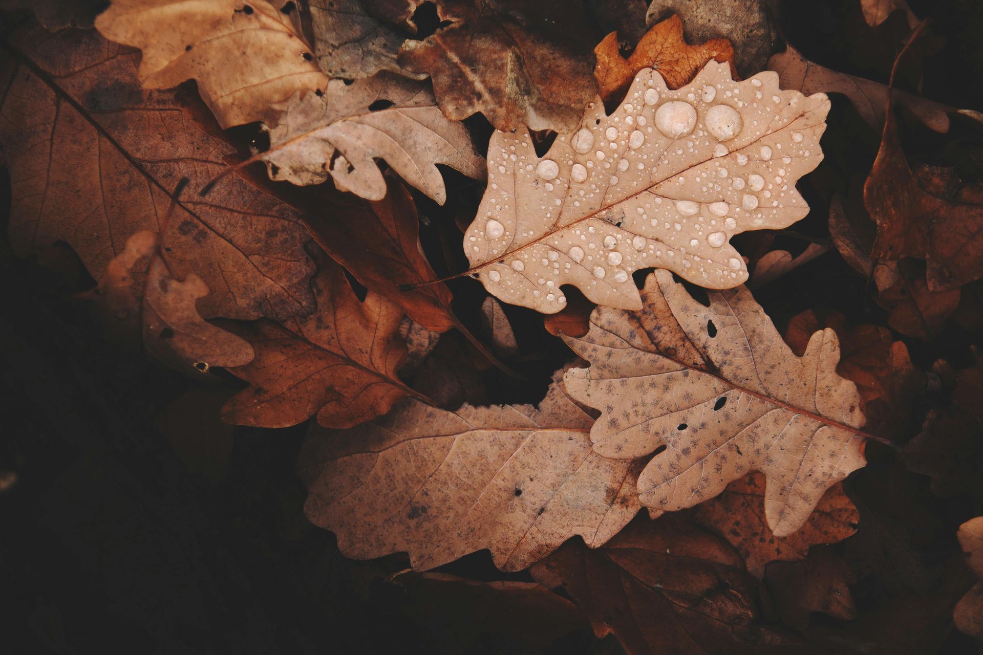 Fallen brown and tan oak leaves, some with water droplets, on a dark forest floor.