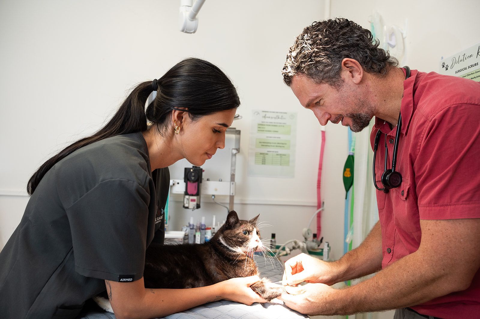 Vet with a cat.