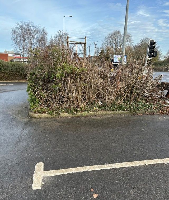 Commercial car park island as an overgrown garden needing clearance in Cardiff