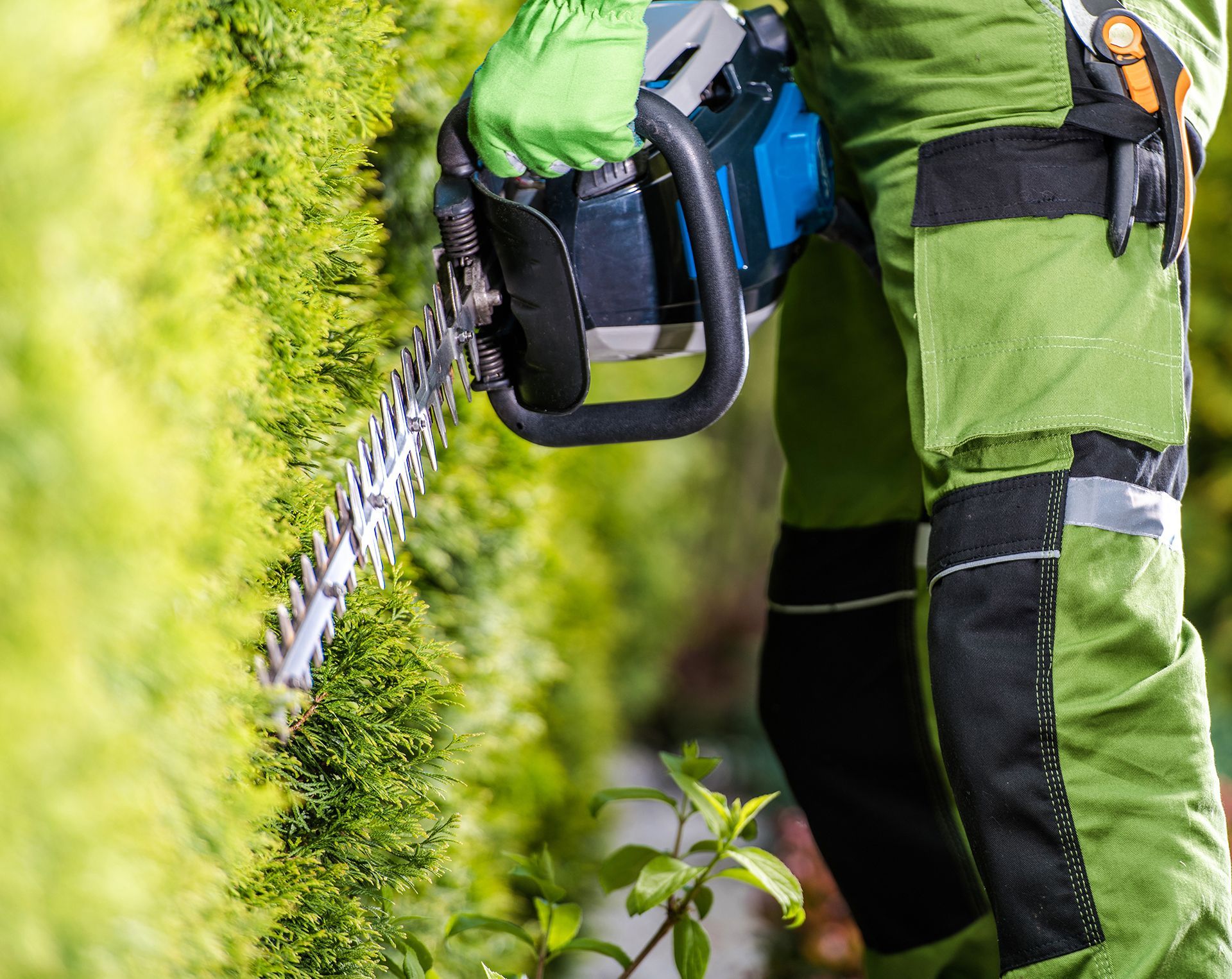 A person is cutting a hedge with a chainsaw.