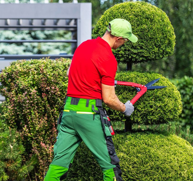 A man in a red shirt and green pants is cutting a bush with a pair of scissors.