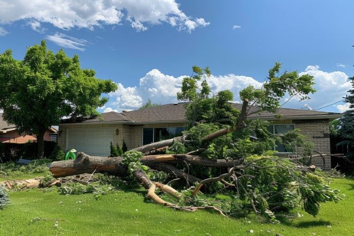 Fallen tree limbs across a front yard in front of a suburban house under a blue sky