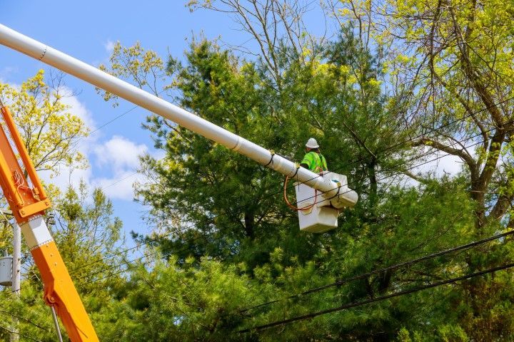 Utility workers in a bucket lift trimming tree branches near power lines