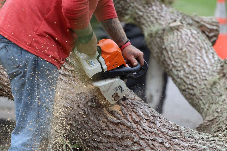 Person using a chainsaw to cut a large tree trunk outdoors