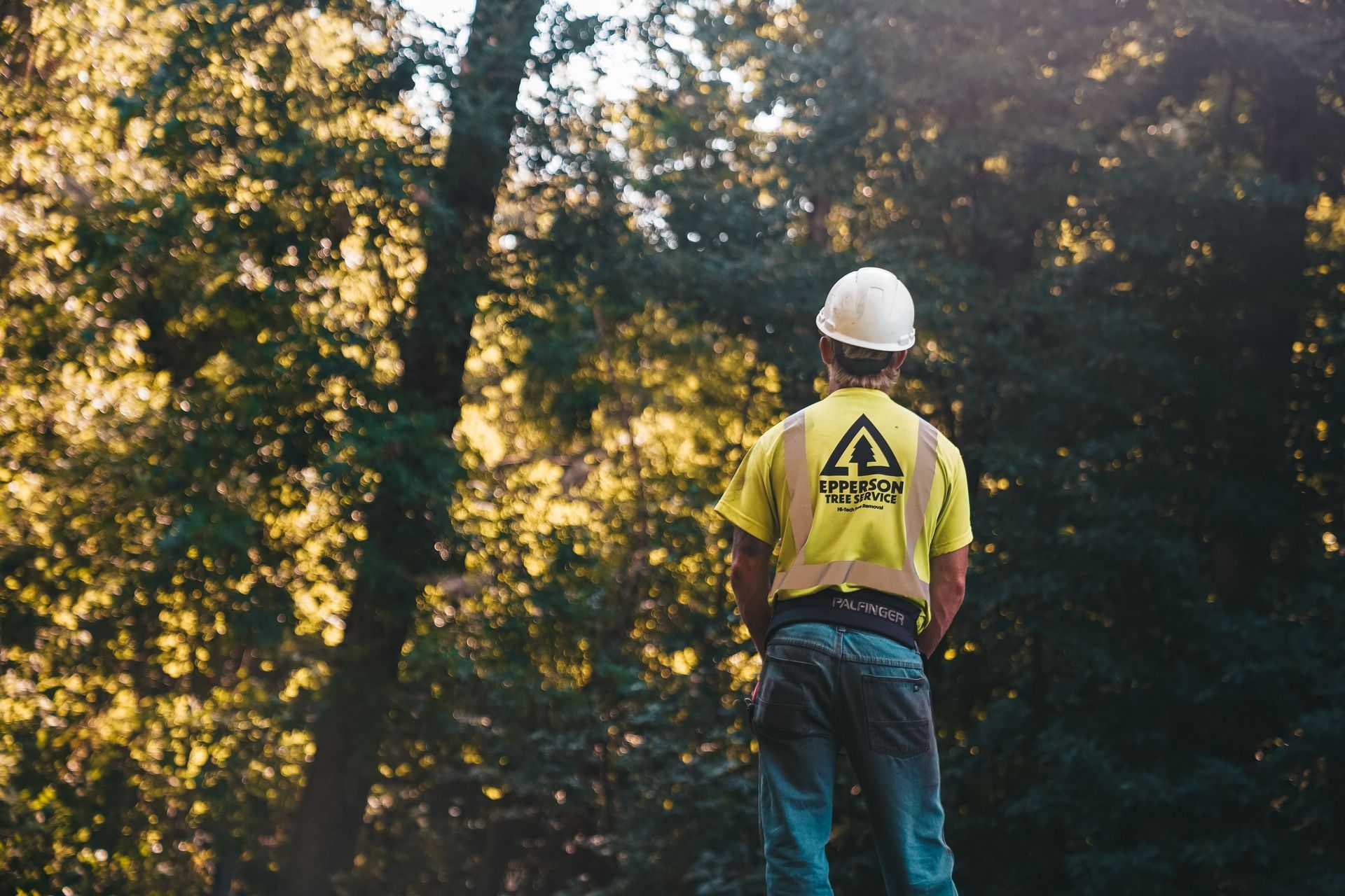 Worker in yellow safety shirt standing in a sunlit forest, viewed from behind.