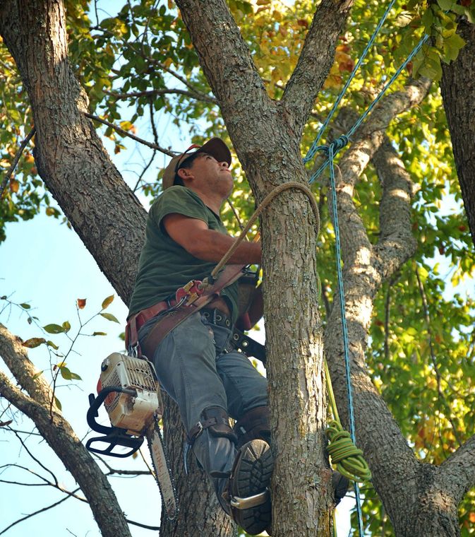 Tree worker wearing safety gear climbs among branches using a rope and chainsaw