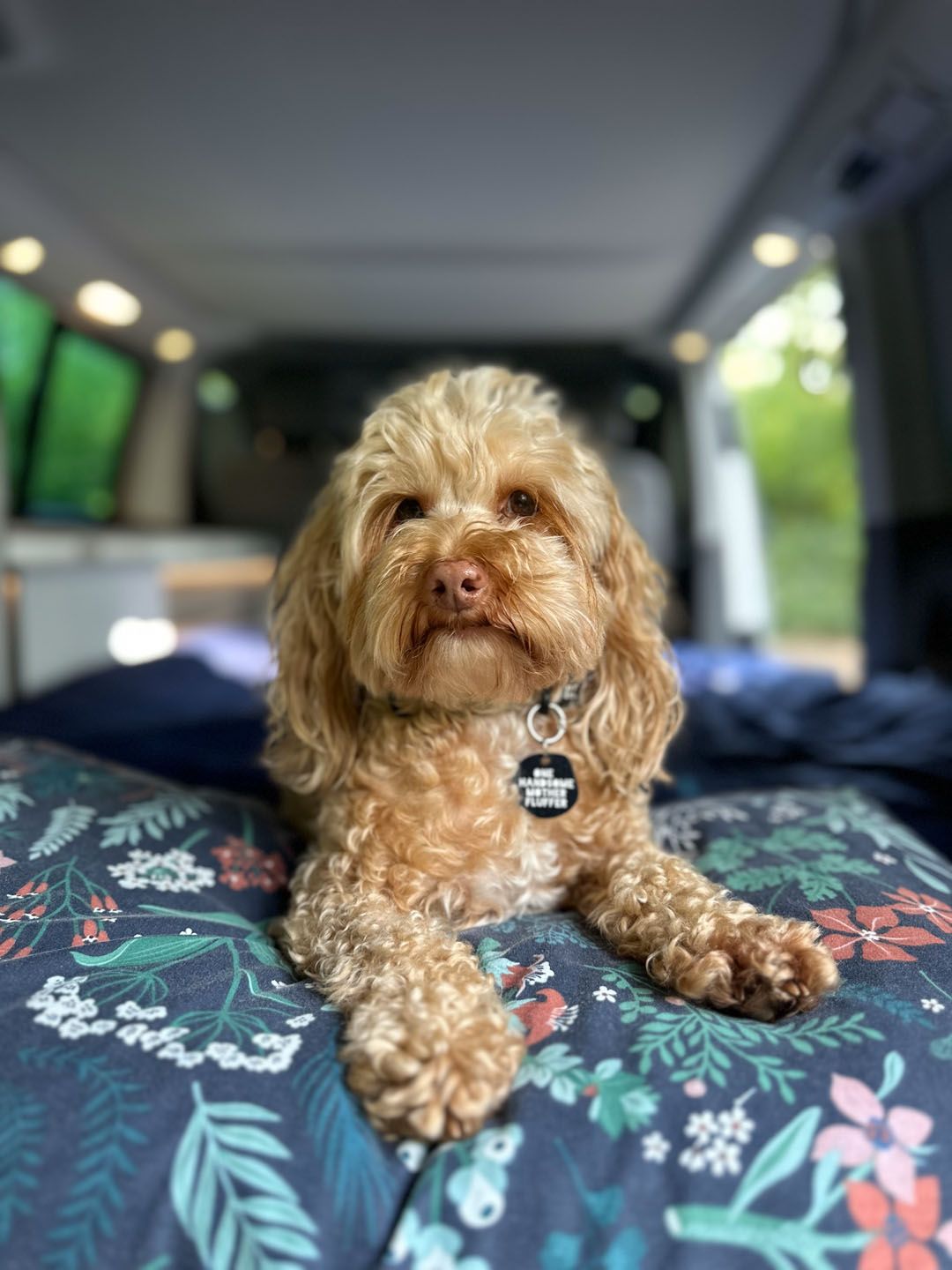 Camping with a Cockapoo