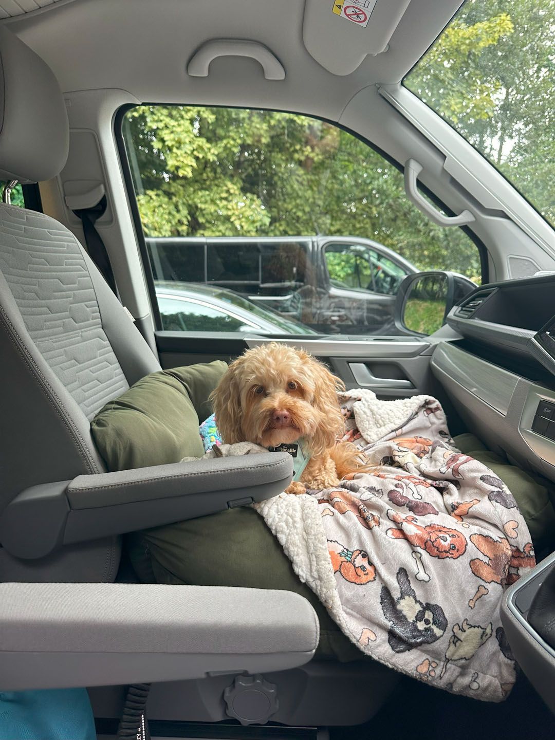 Cockapoo in a Volkswagen California Ocean