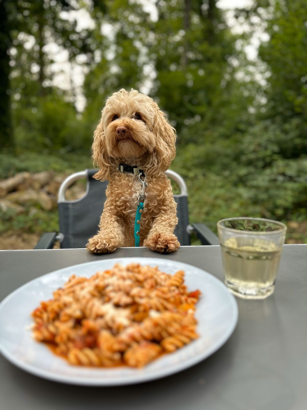 Cockapoo eating dinner at the table and chair of a Volkswagen California Ocean