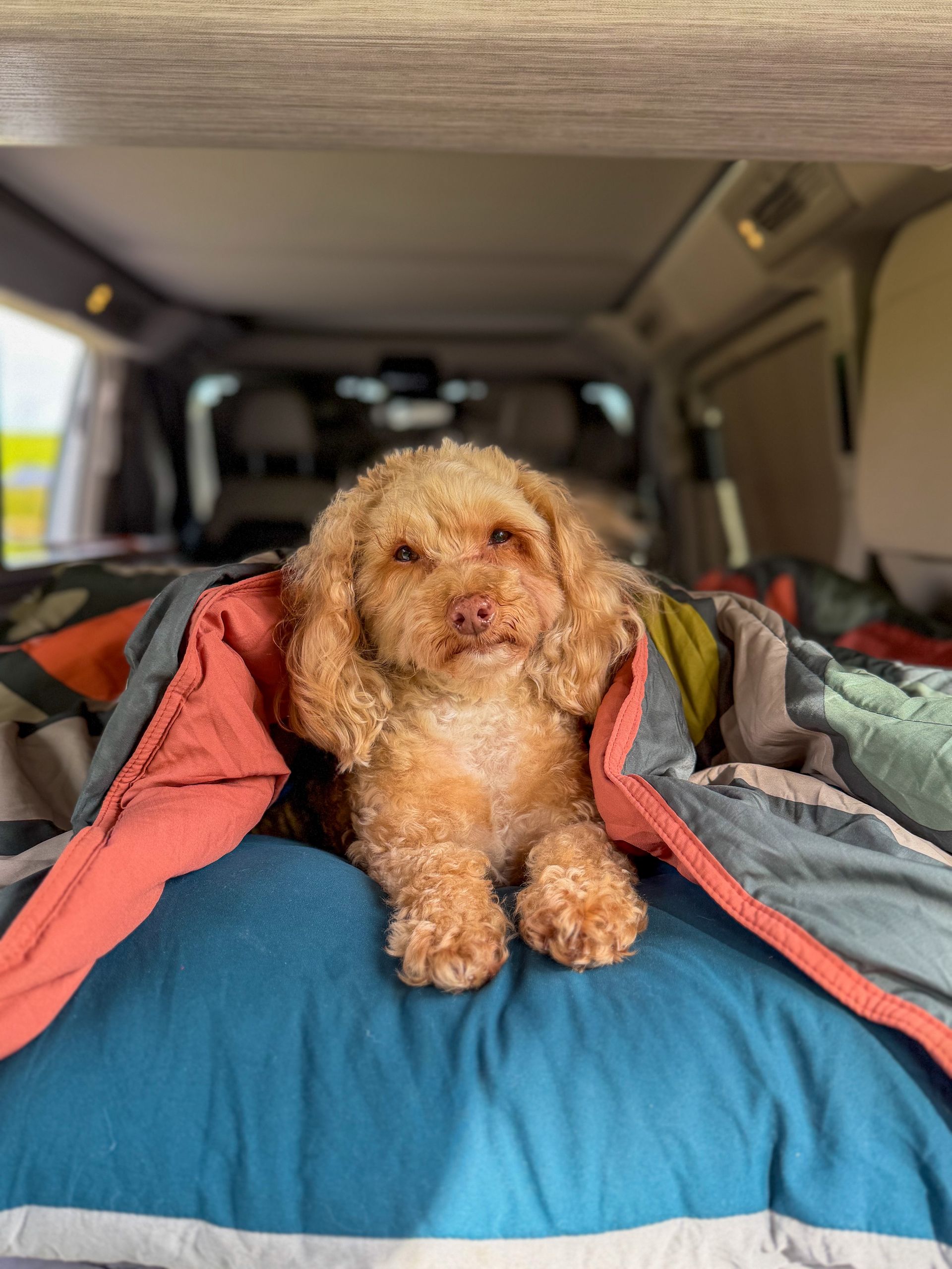 dog in campervan