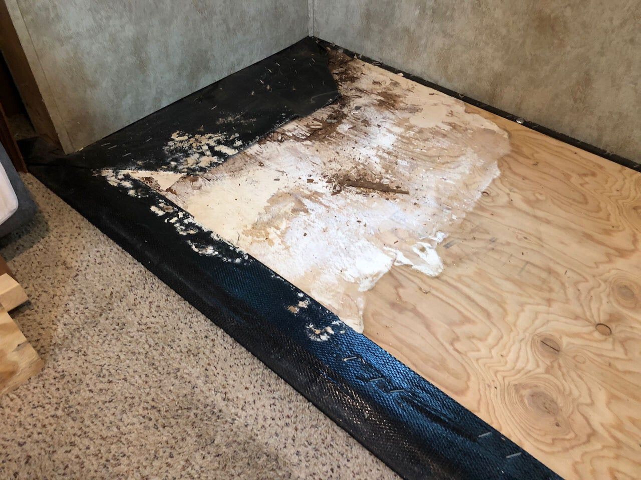 Damaged plywood subfloor with black mold or water stain next to carpet and wall corner