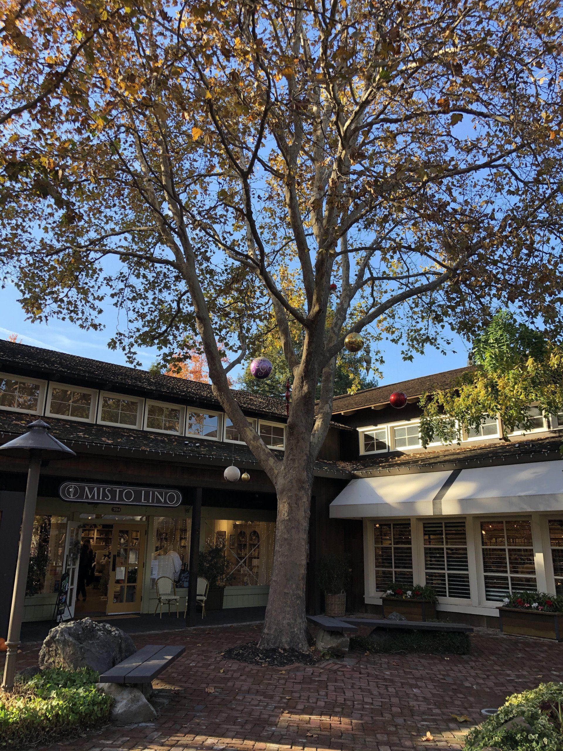 A store front with a tree in front of it