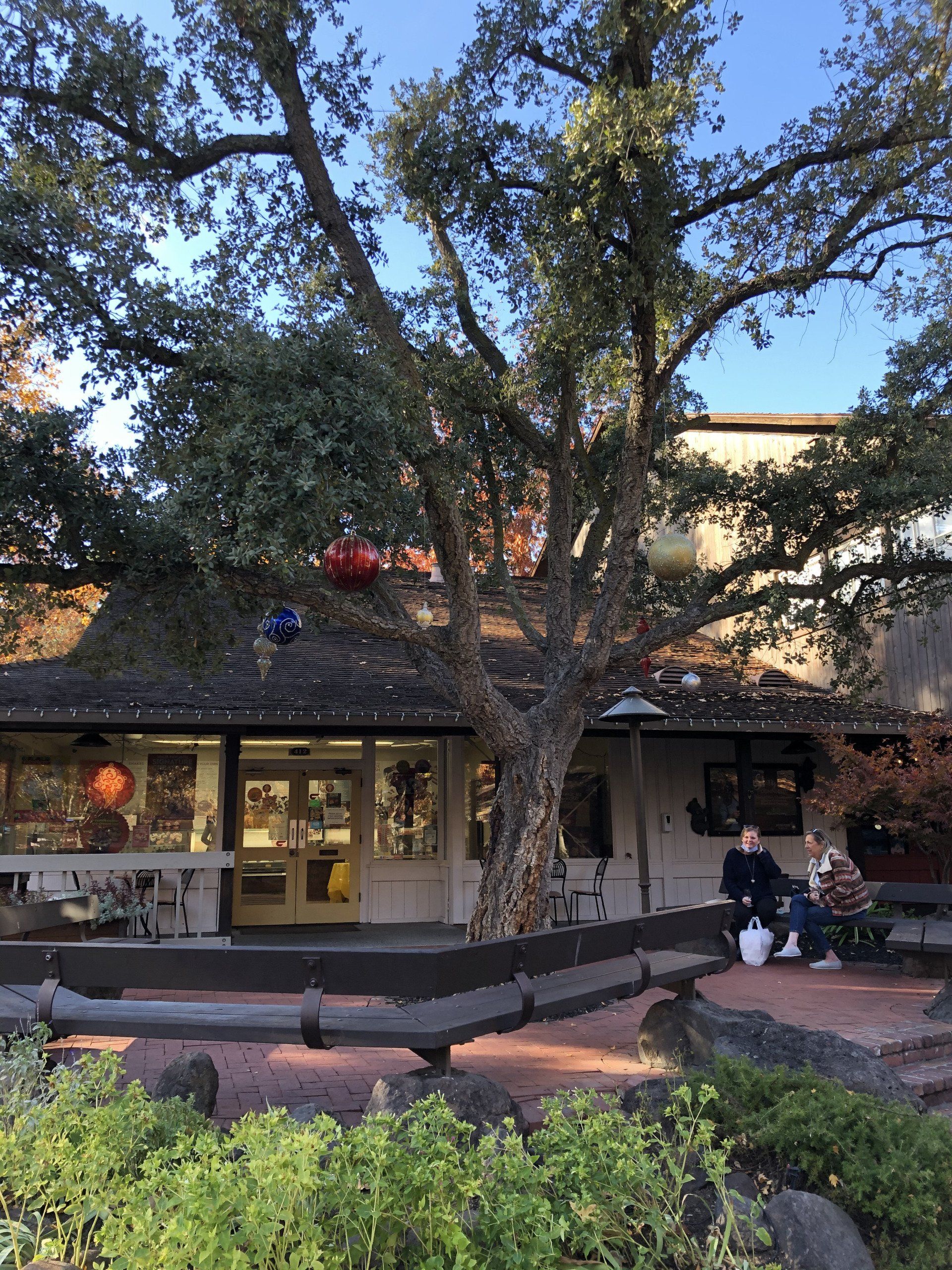 A man is sitting under a tree in front of a building.