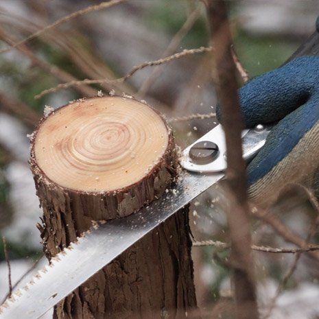 Segatura a mano di un piccolo ramo d'albero; primo piano del ramo tagliato e dell'utensile in uso.
