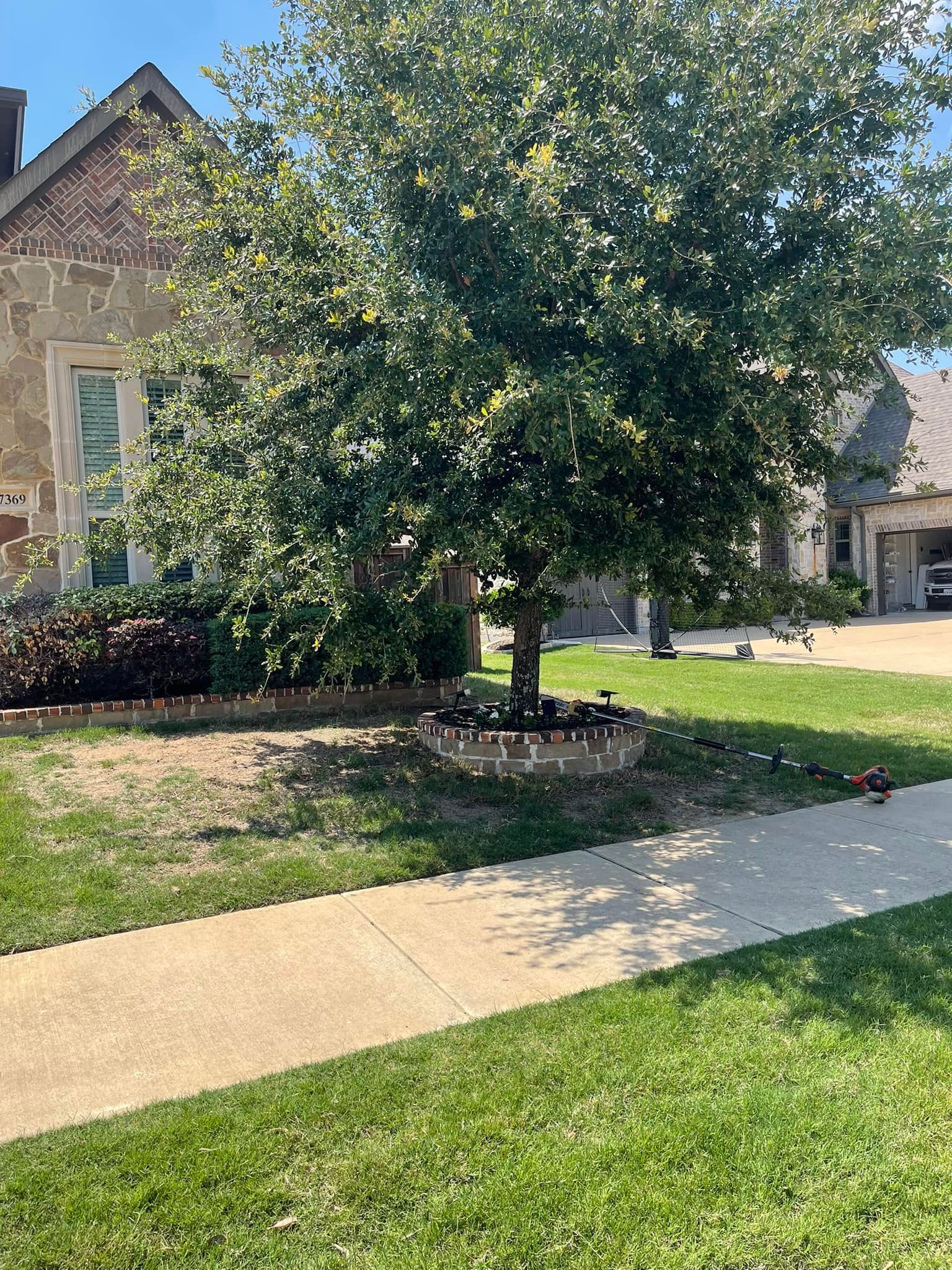 A large tree is in the middle of a lush green yard in front of a house.