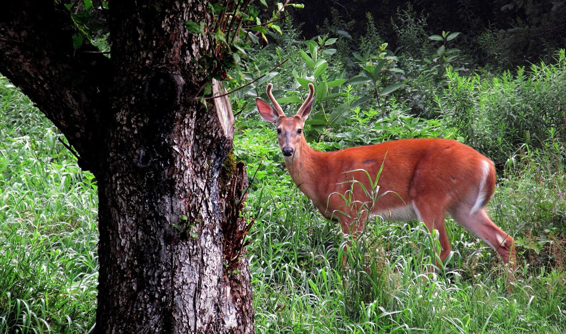 A buck in Velvet in Burke, Vermont