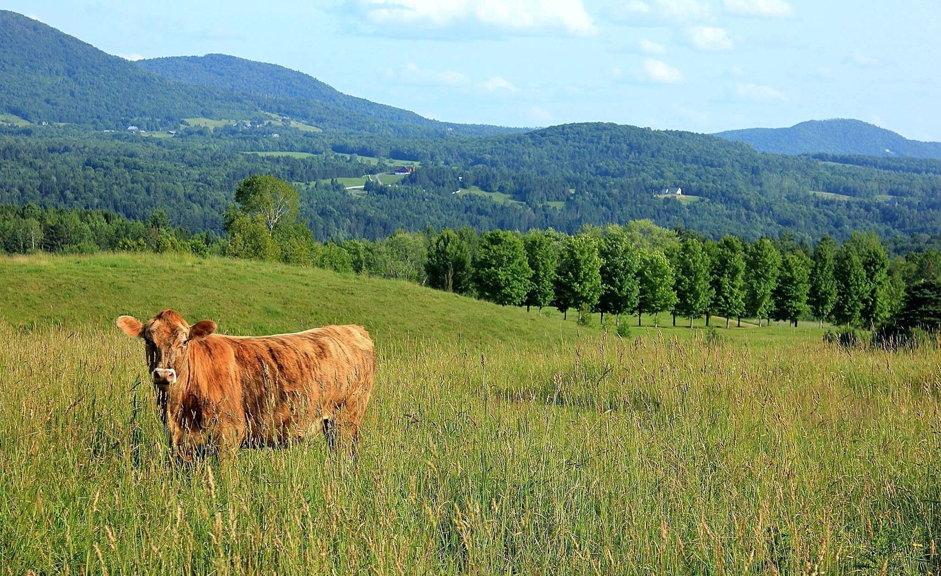 A cow grazes in front of Burke, Mountain in Vermont