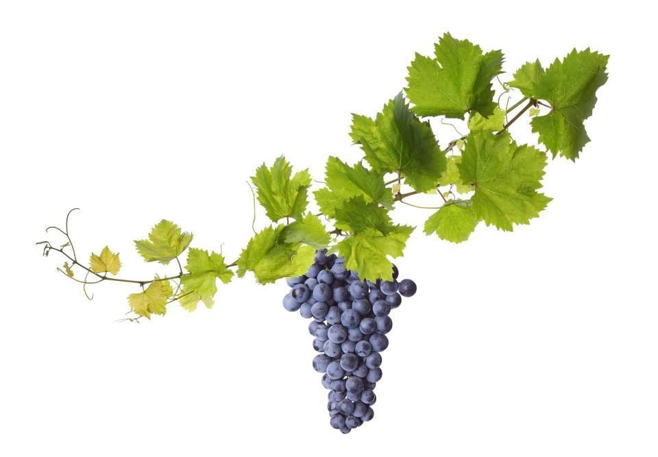 grapes