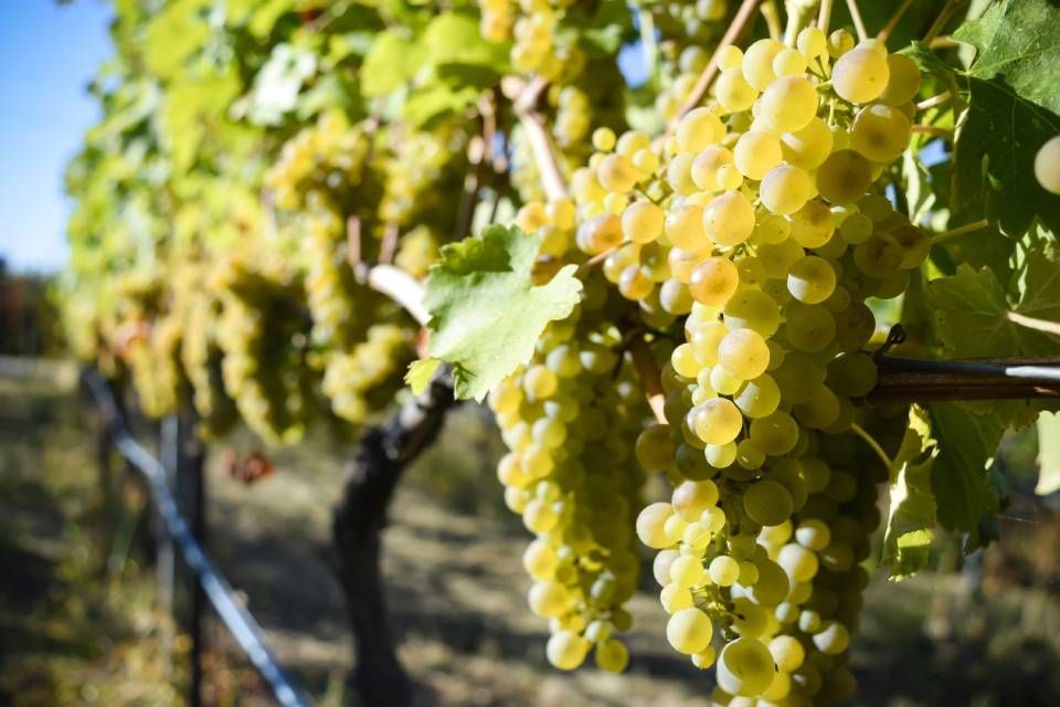 close up of grapes hanging on branch