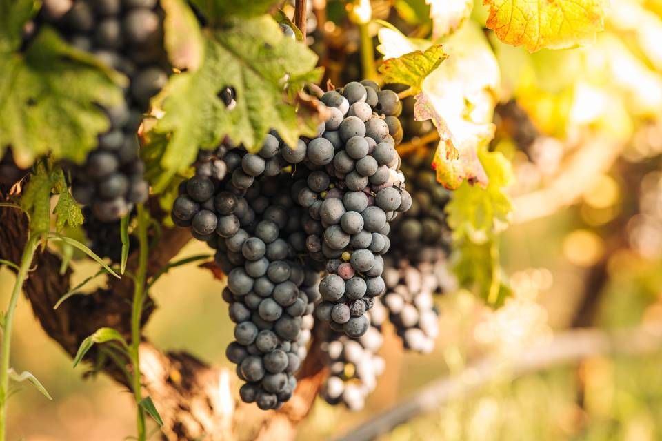 ripe grapes growing in vineyard