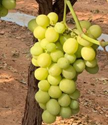 autumn crisp grapes