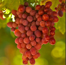 crimson seedless grapes