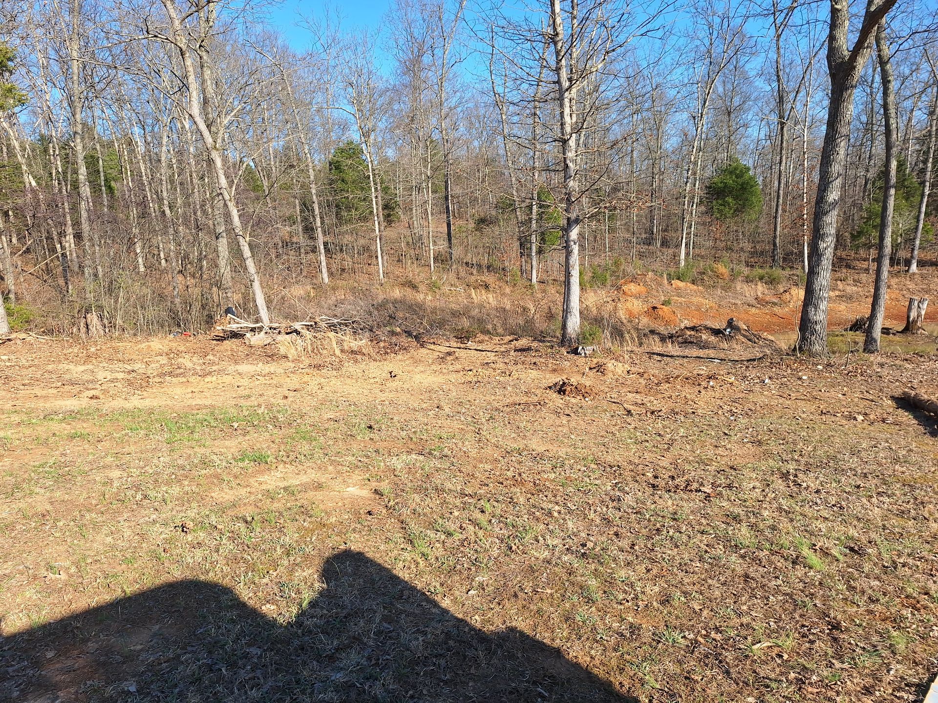 Leaf-covered clearing beside bare trees under a bright blue sky, with shadows in the foreground