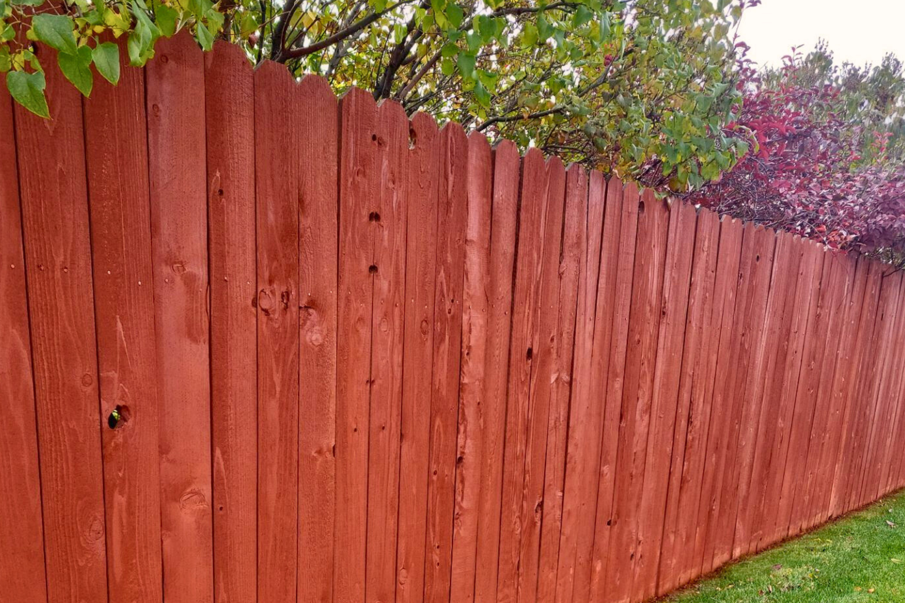 A red wooden fence is surrounded by trees in a backyard.