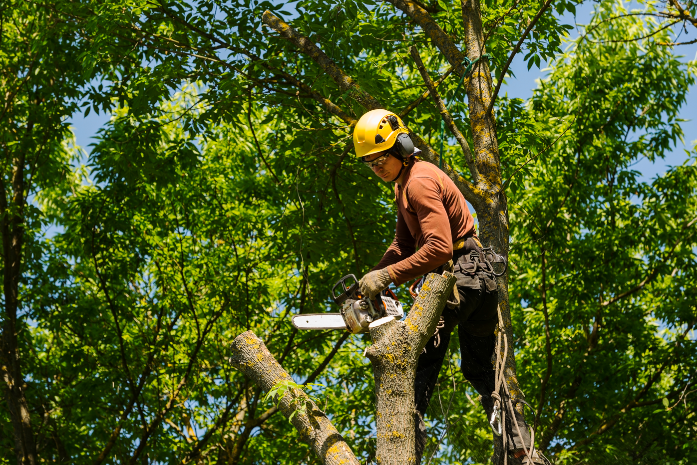 Worker in a yellow helmet using a chainsaw to trim a tree in a lush green forest