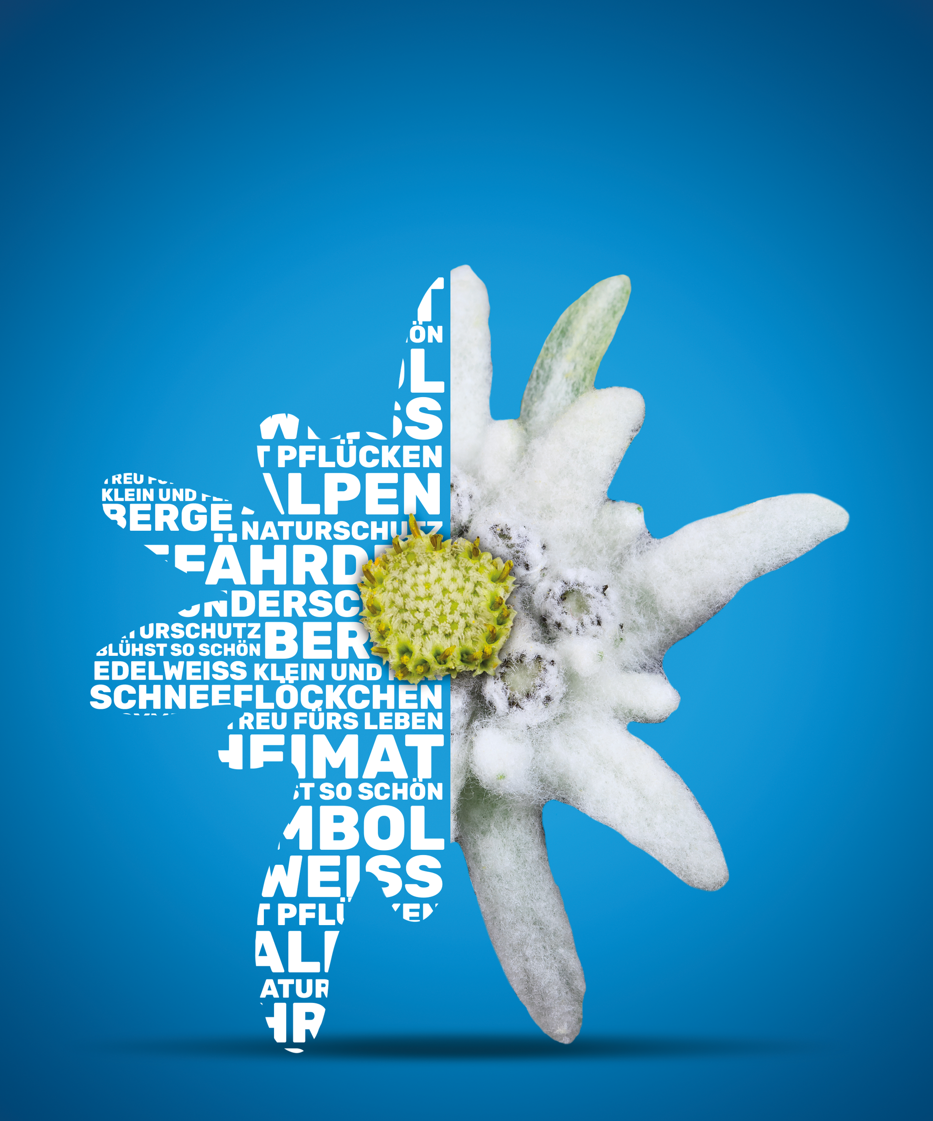 Een afbeelding van een edelweissbloem bestaande uit woorden