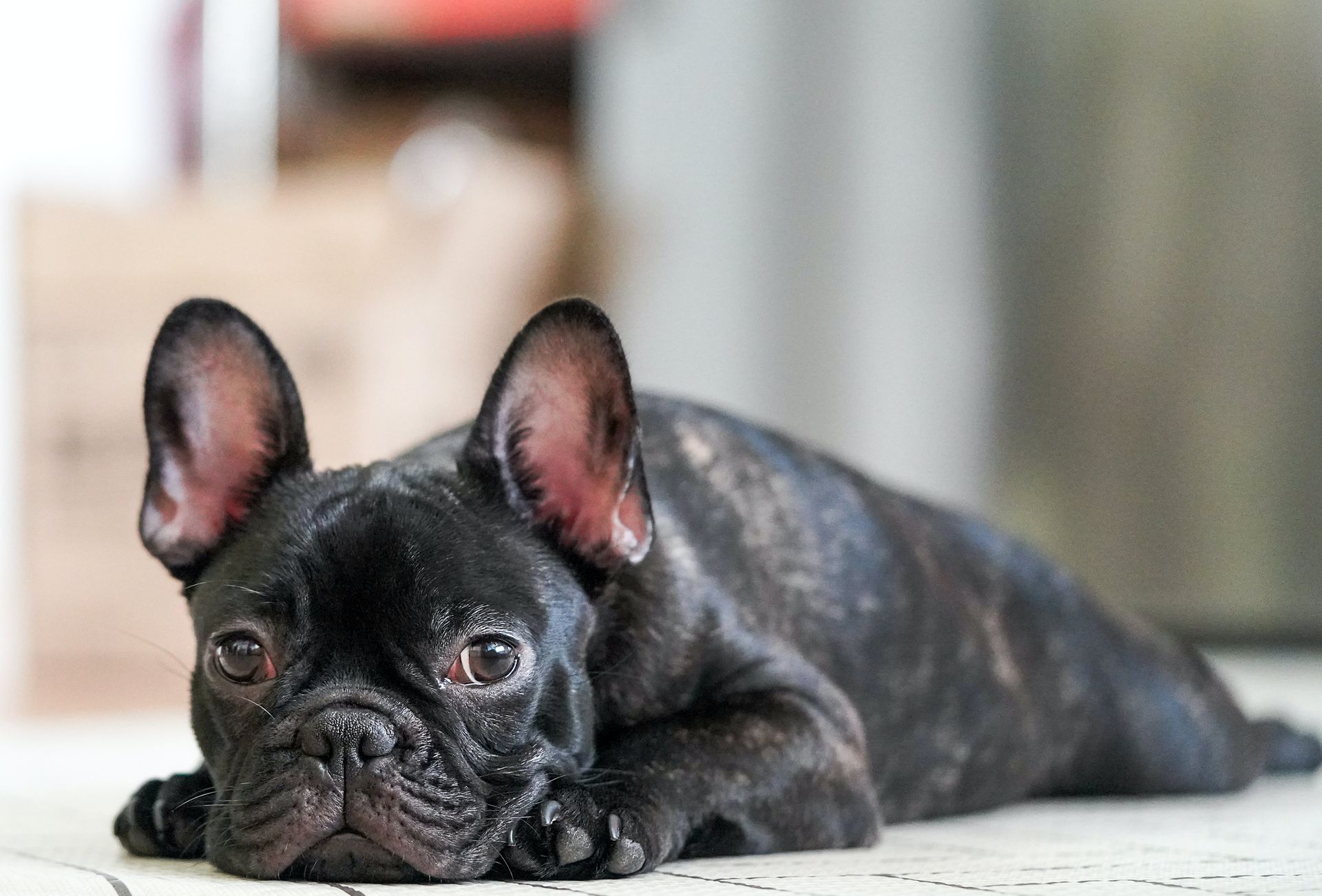 a french bulldog