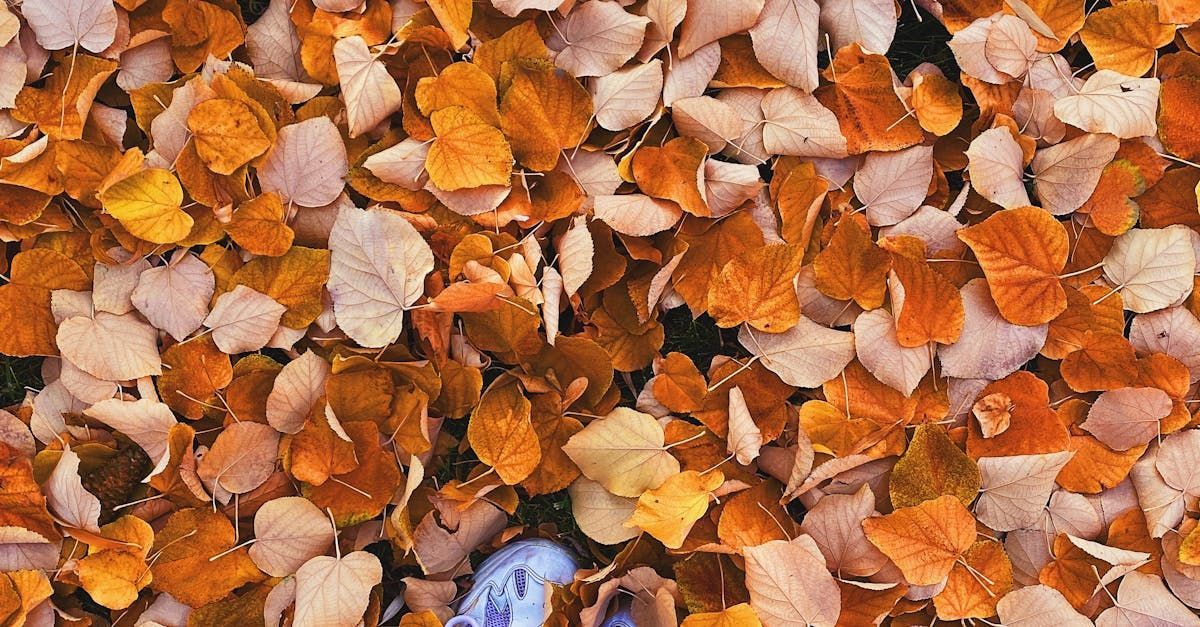 Leaf removal near me