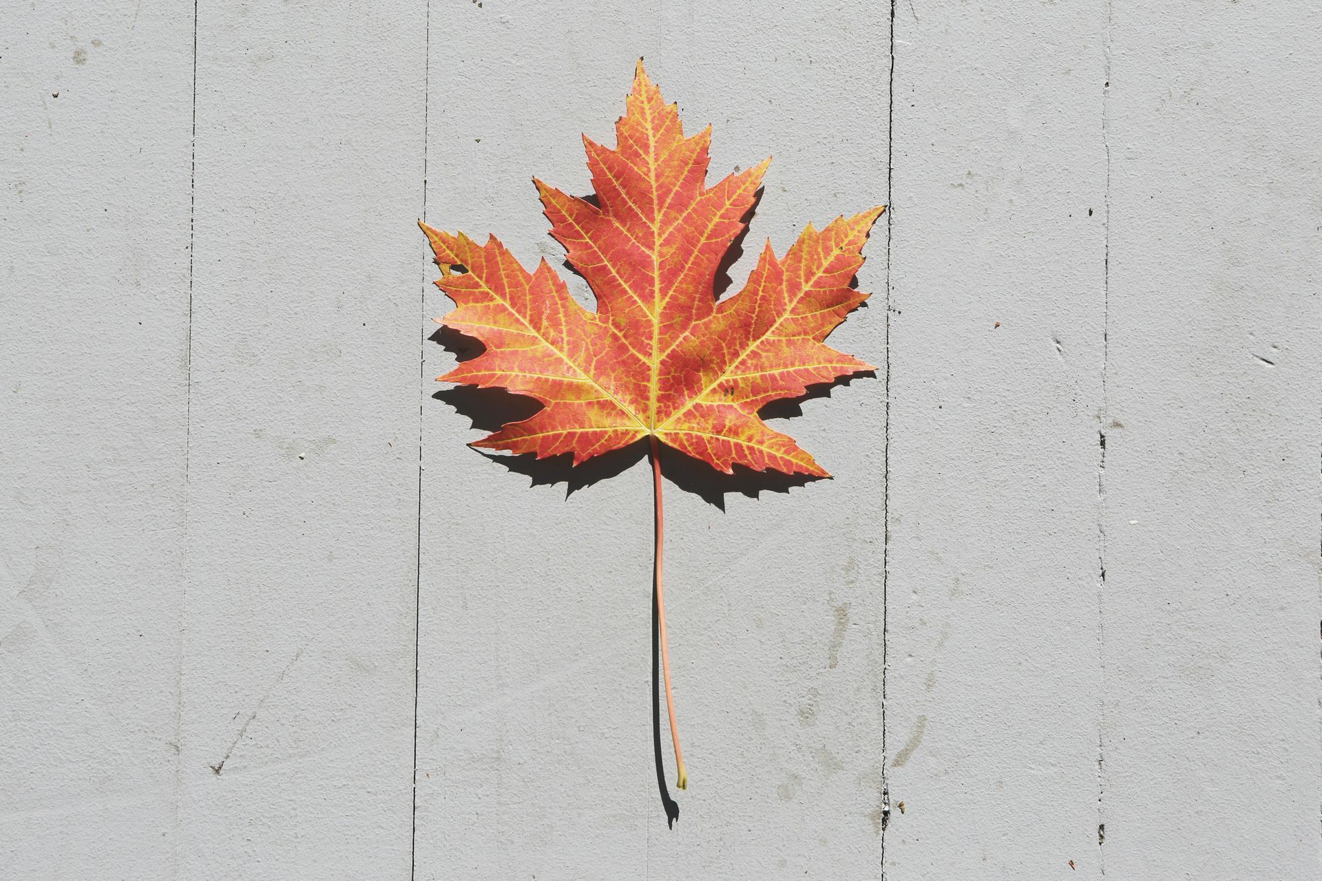 leaf removal weaverville