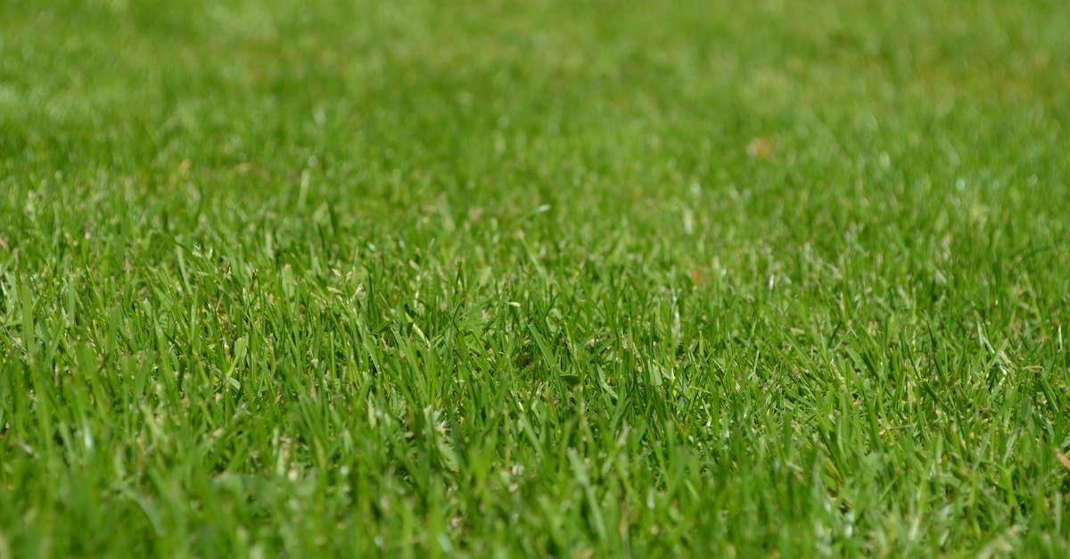 Beautiful lawns in Weaverville, NC