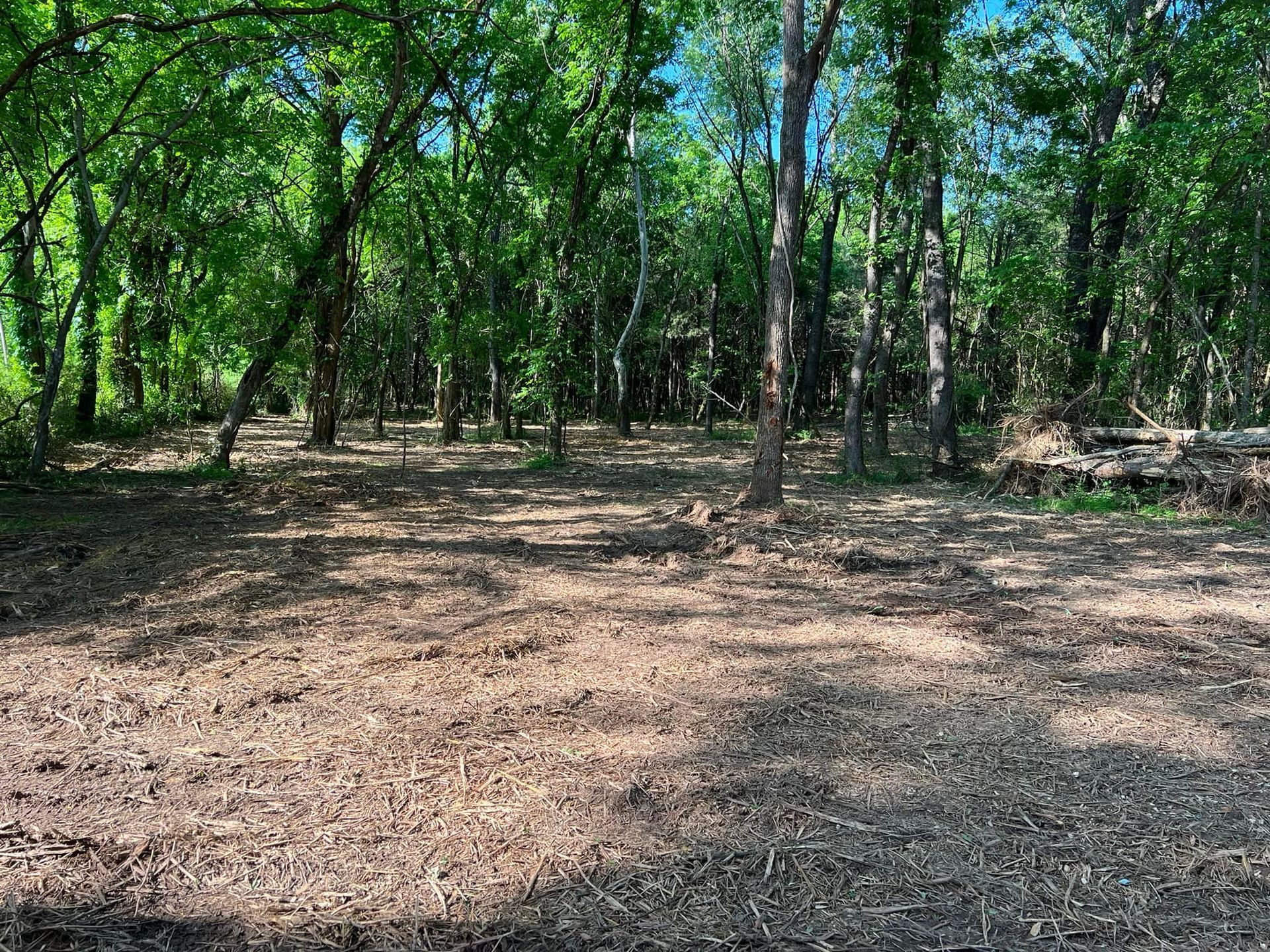 A clearing in a forest with a ground covered in brown wood chips, surrounded by tall green trees under a blue sky.