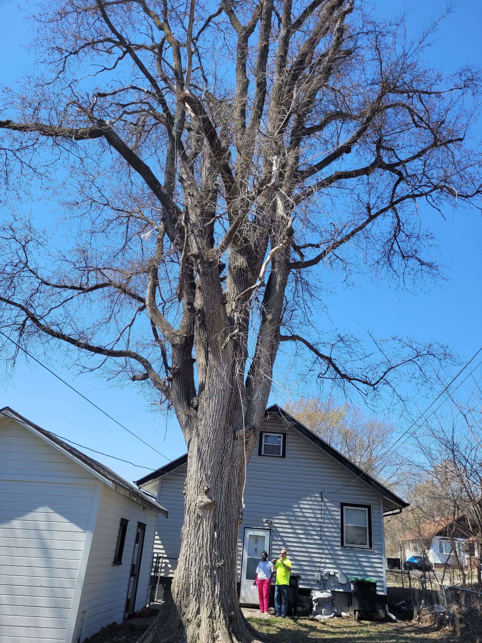 Large Elm Tree Removal in Omaha NE