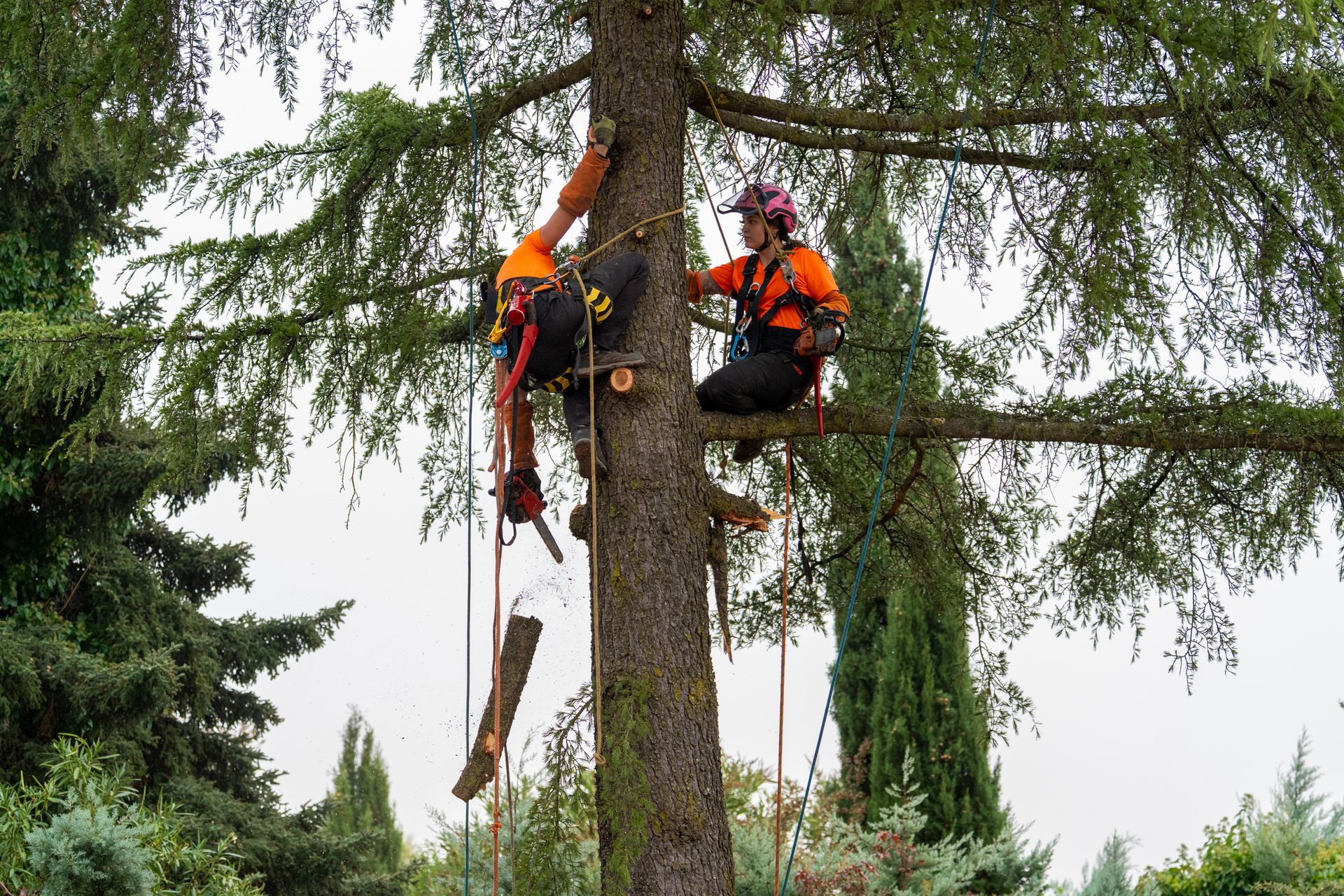 Two arborists harnessed high in a tall evergreen tree perform tree service.