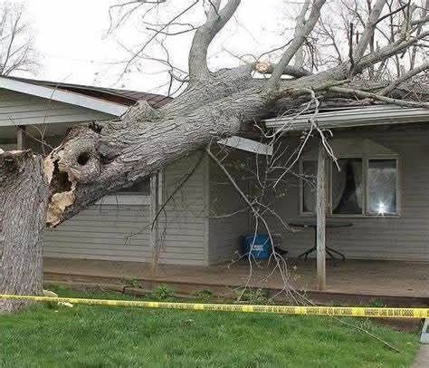 Large fallen tree crushed onto a house roof and porch, with yellow caution tape in front.