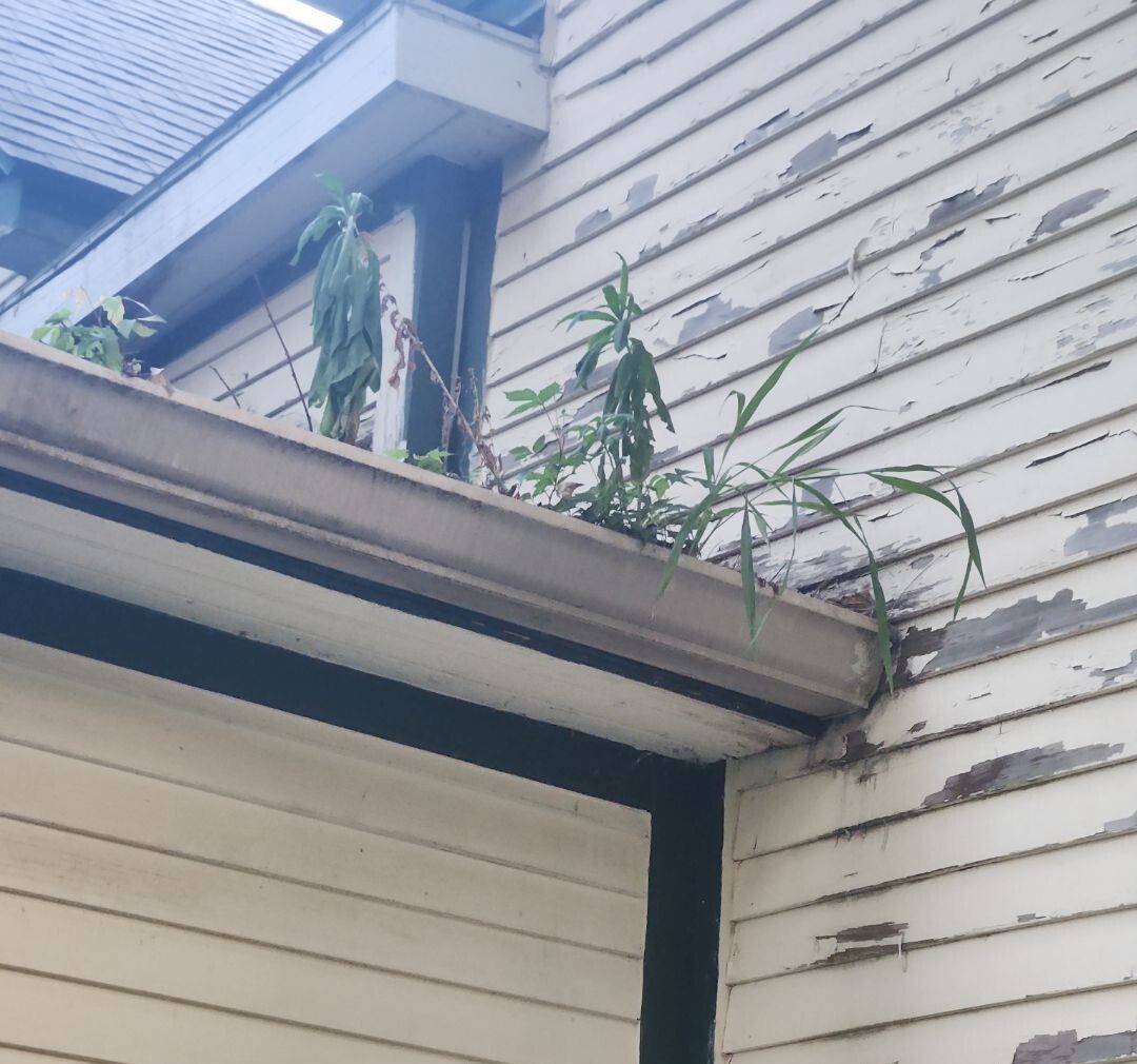 Neglected roof edge with overgrown gutter and peeling fascia trim