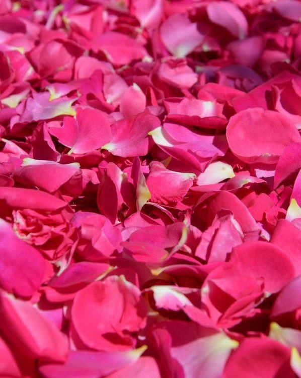 Giornata delle Rose