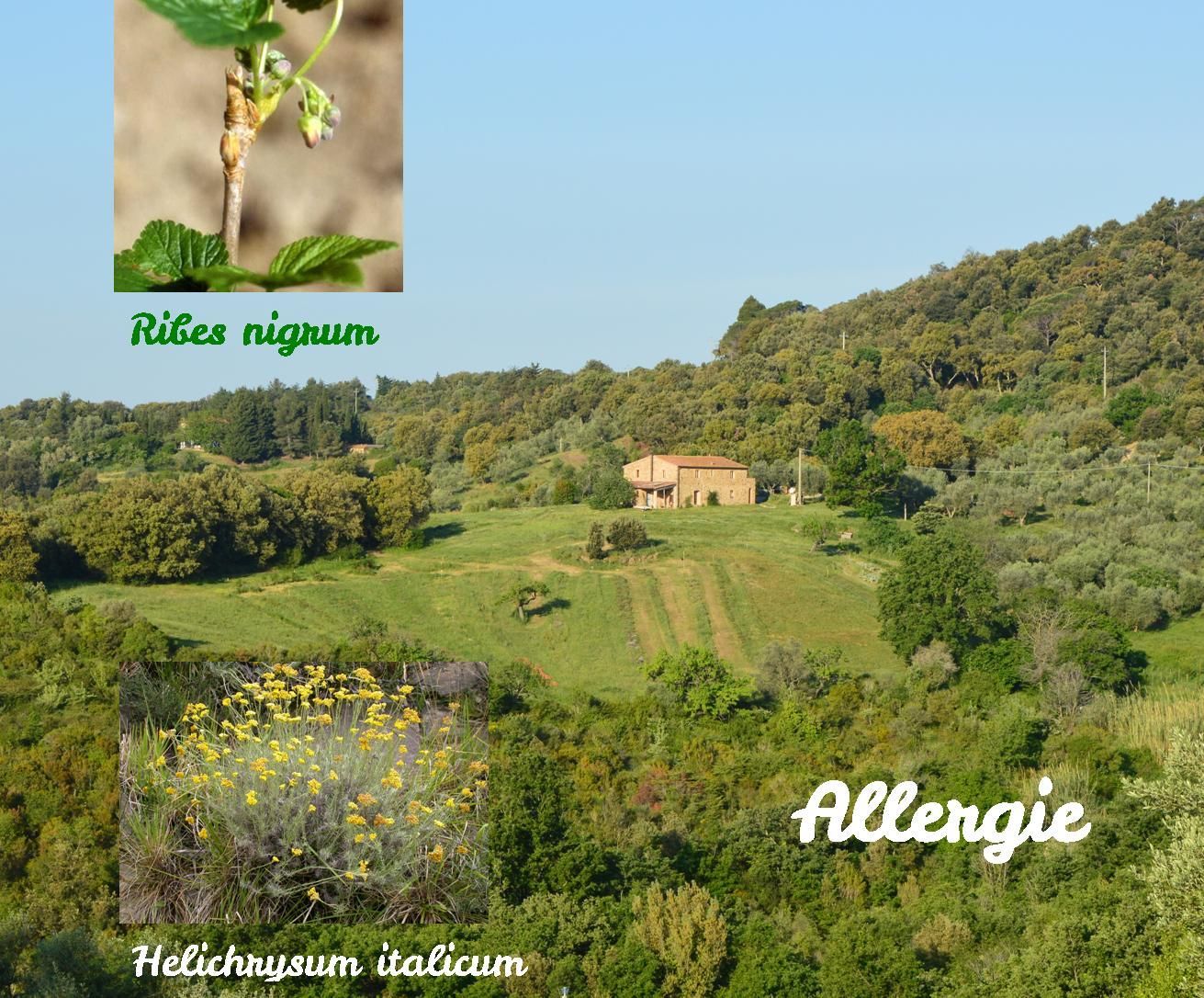 Allergie